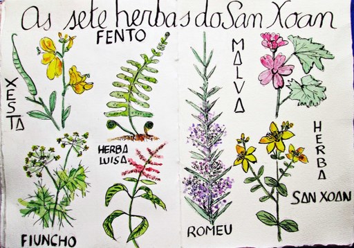 Segunda imaxe das herbas de San Xoán